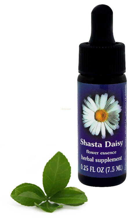 FES Shasta Daisy 7,5 ml krople