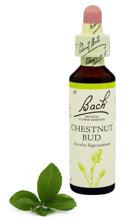 7. CHESTNUT BUD / Pąk kasztanowca 20 ml Nelson Bach Original Flower Remedies