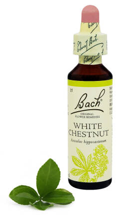 35. WHITE CHESTNUT / Kasztanowiec zwyczajny 20 ml Nelson Bach Original Flower Remedies