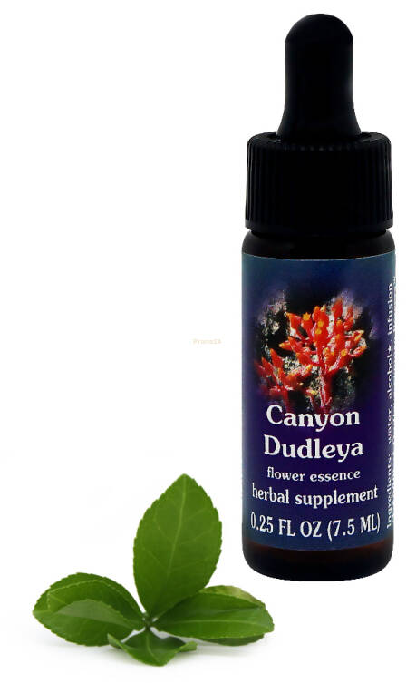 FES Canyon Dudleya 7,5 ml krople