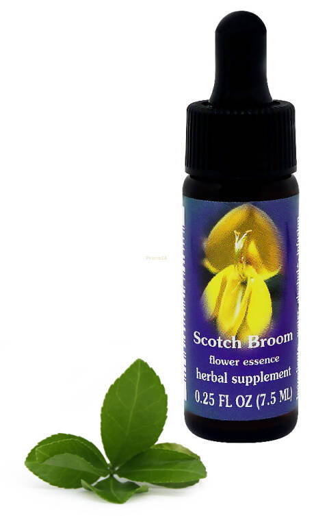 FES Scotch Broom 7,5 ml krople