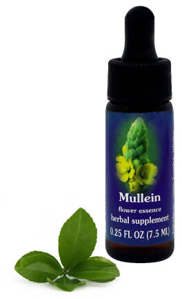 FES Mullein 7,5 ml krople