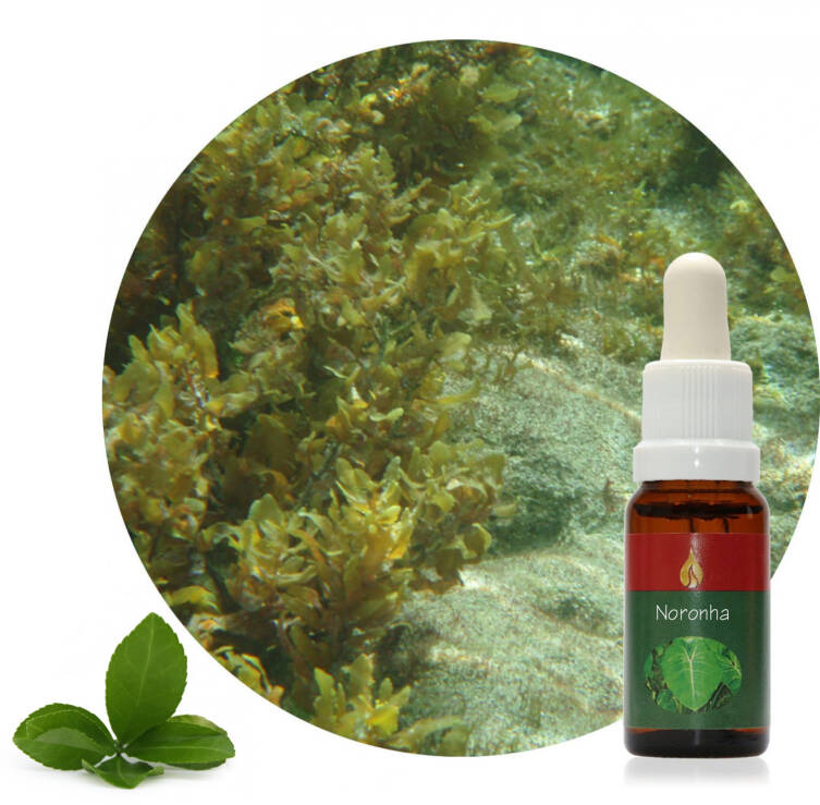 Noronha 15 ml Ararêtama Rainforest Essences ARF01019