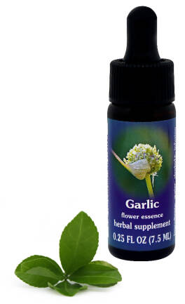 FES Garlic 7,5 ml krople