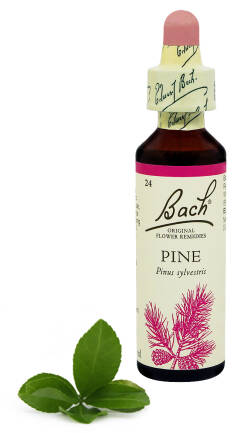 24. PINE / Sosna 20 ml Nelson Bach Original Flower Remedies