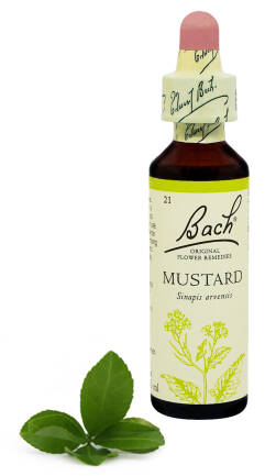 21. MUSTARD / Gorczyca polna 20 ml Nelson Bach Original Flower Remedies