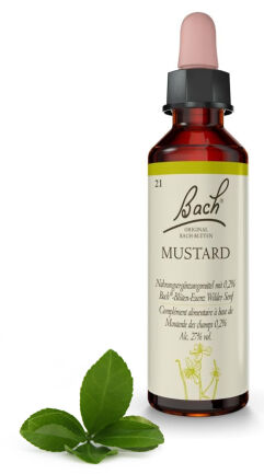 21. MUSTARD / Gorczyca polna 20 ml Nelson Bach Original Flower Remedies